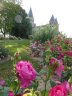 Les Roses de Paray Juin 2015.JPG - 